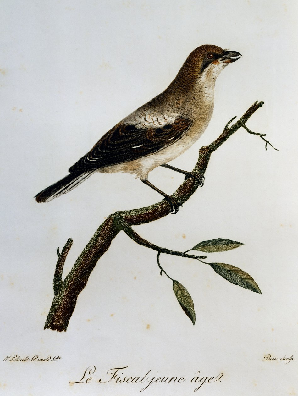 Common Fiscal (Lanius collaris), rytina z Natural History of African Birds od Francois Le Vaillant
