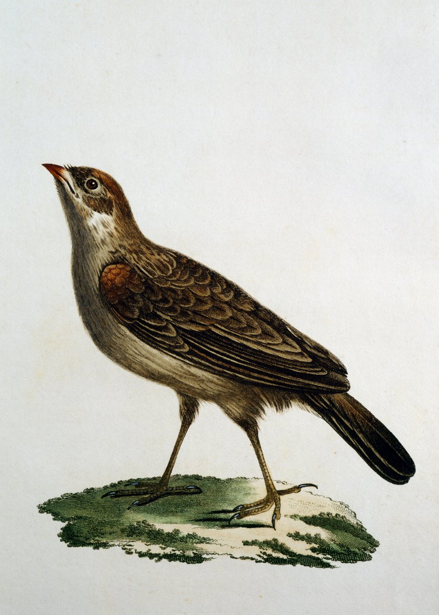 Kukaččí váleček, rytina z Natural History of the Birds of Africa od Francoise Le Vaillanta (1753-1824), Francie od Francois Le Vaillant