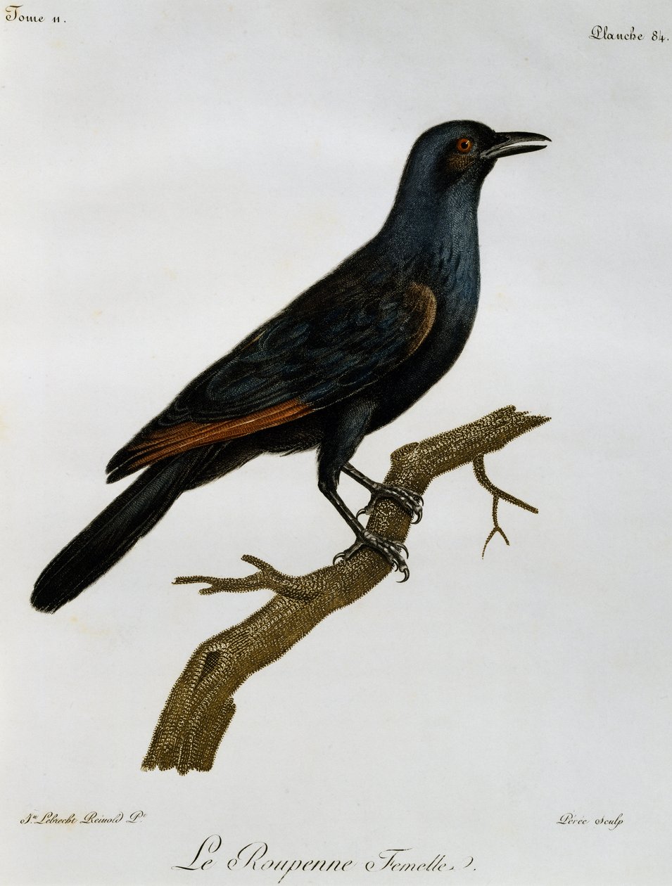 Samice špačka rudokřídlého (Onychognathus morio), rytina z Histoire Naturelle des Oiseaux d