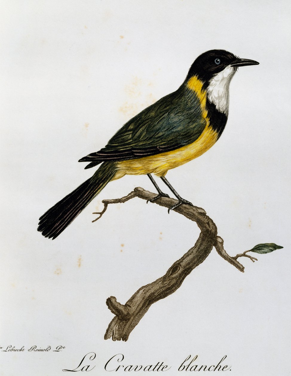 Golden Whistler (Pachycephala pectoralis), rytina z Natural History of African Birds od Francois Le Vaillant
