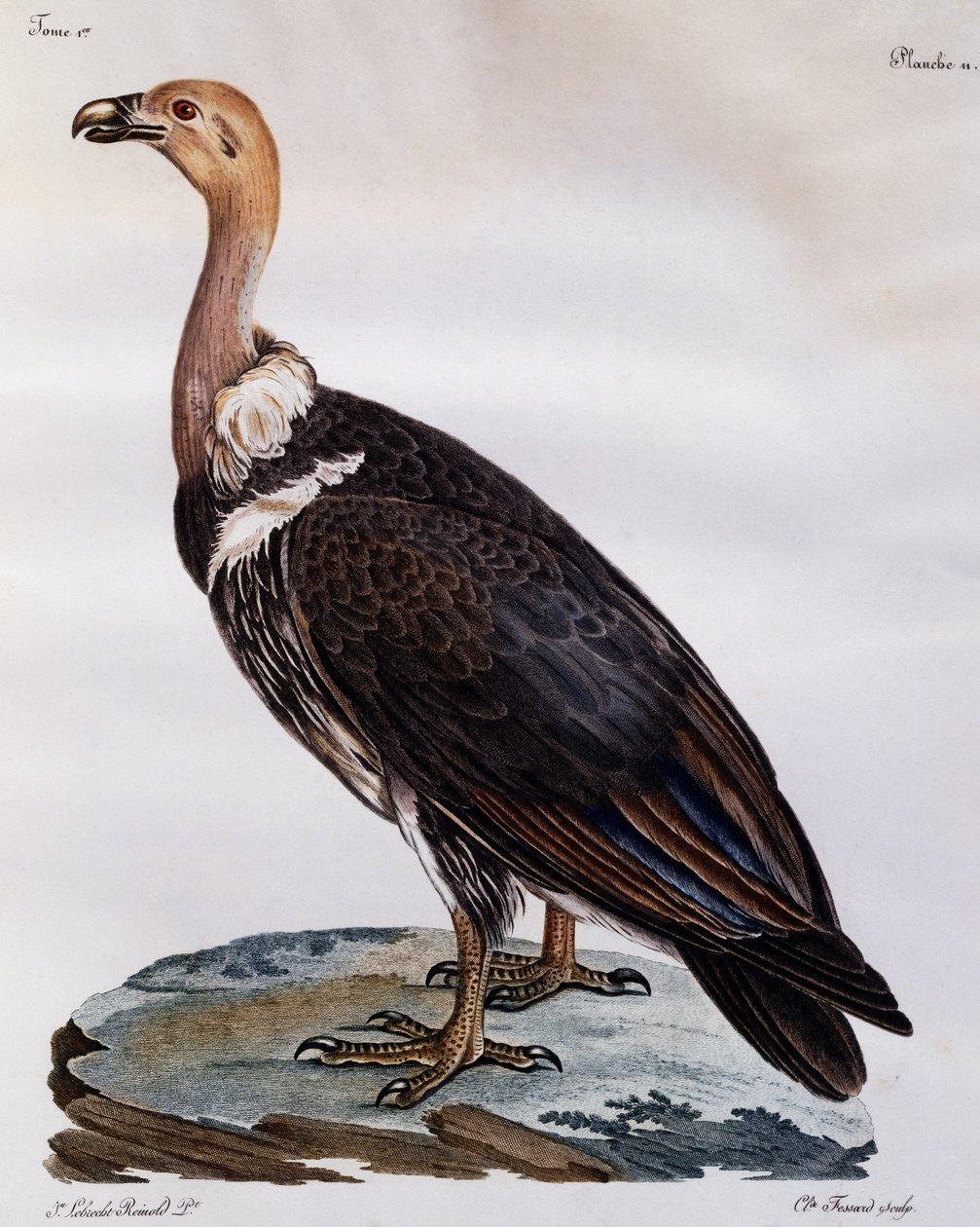 Nezralý Cape Griffon (Gyps coprotheres), rytina z Natural History of African Birds od Francois Le Vaillant