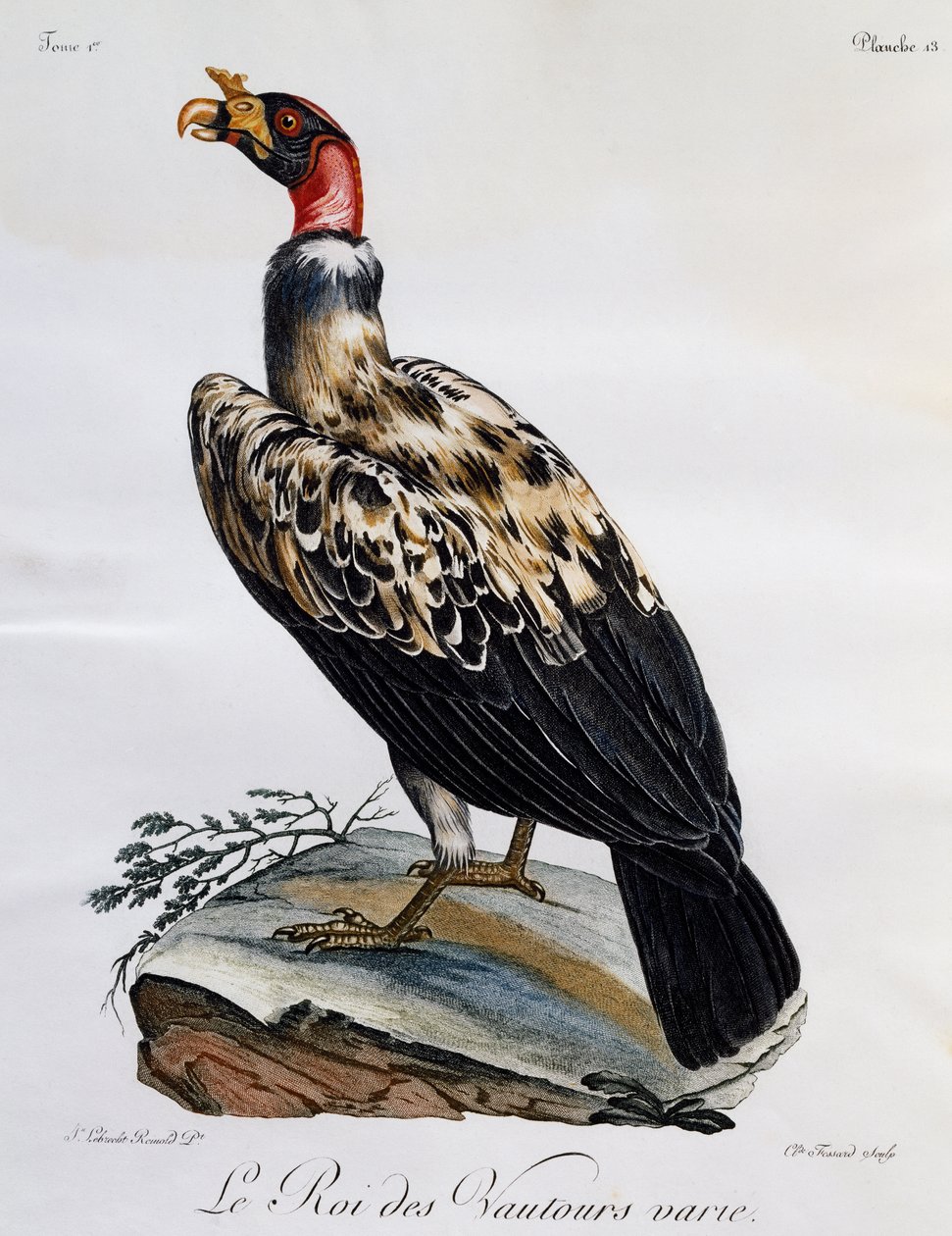 King Vulture (Sarcoramphus papa), rytina z Natural History of African Birds od Francois Le Vaillant