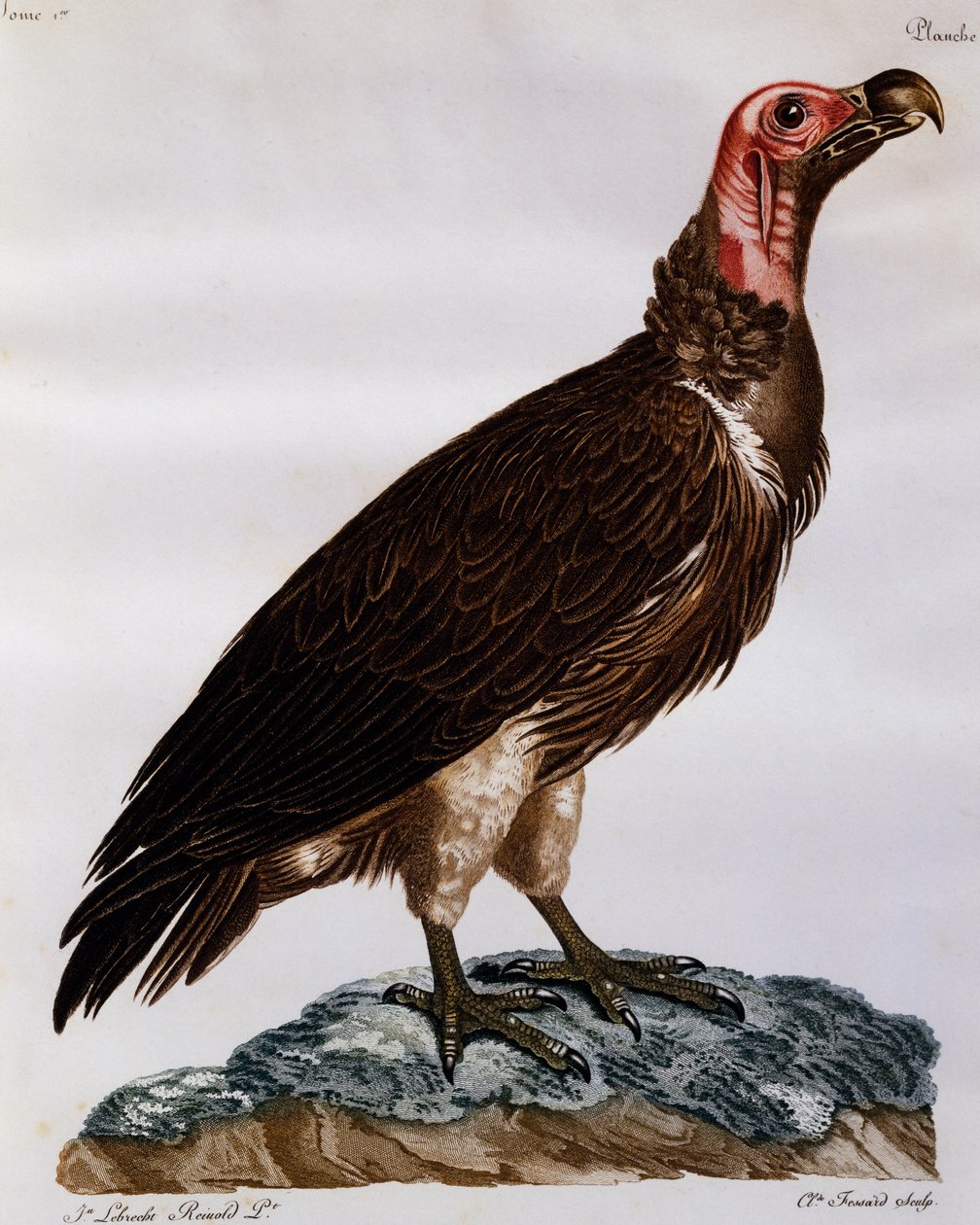 Sup chocholatý (Torgos tracheliotos), rytina z Natural History of the Birds of Africa od Francois Le Vaillant
