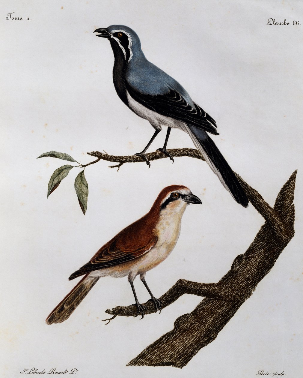 Le Pendeur et le Rousseau, rytina z Histoire Naturelle des Oiseaux d
