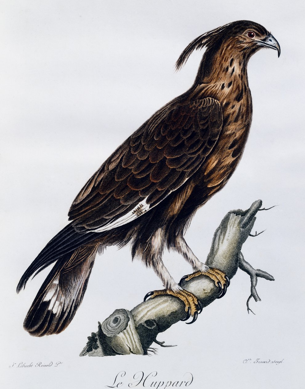 Orel chocholatý (Lophaetus occipitalis), rytina z Natural History of the Birds of Africa od Francois Le Vaillant