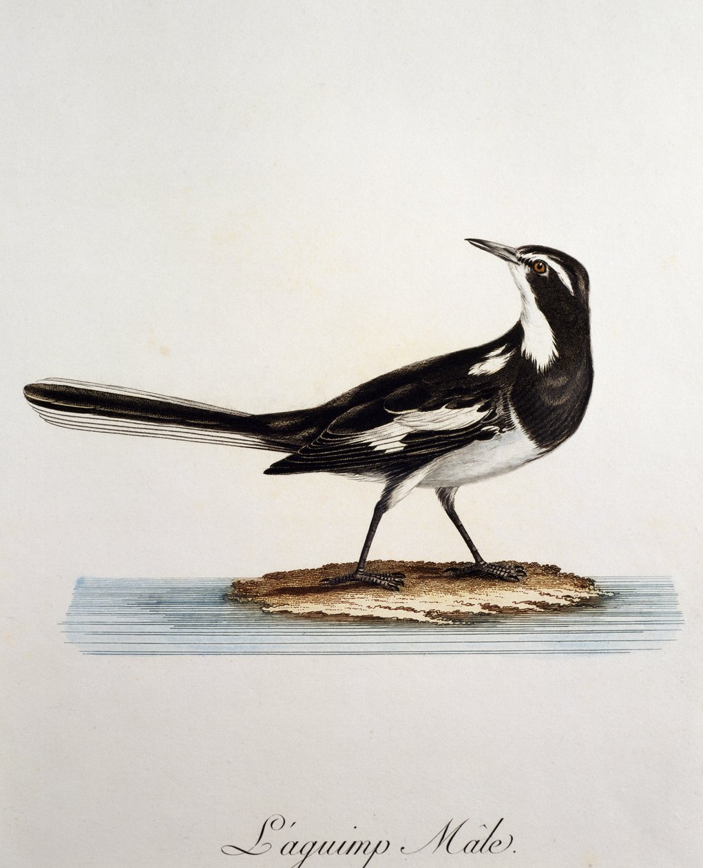 Samec konipas africký (Motacilla aguimp), rytina z Histoire Naturelle des Oiseaux d