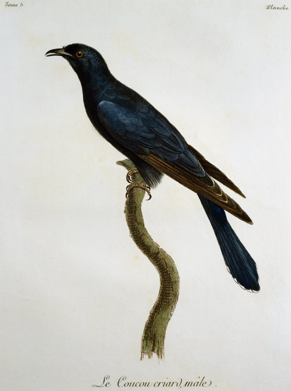 Samec kukačky černá (Cuculus clamosus), rytina z Histoire Naturelle des Oiseaux d