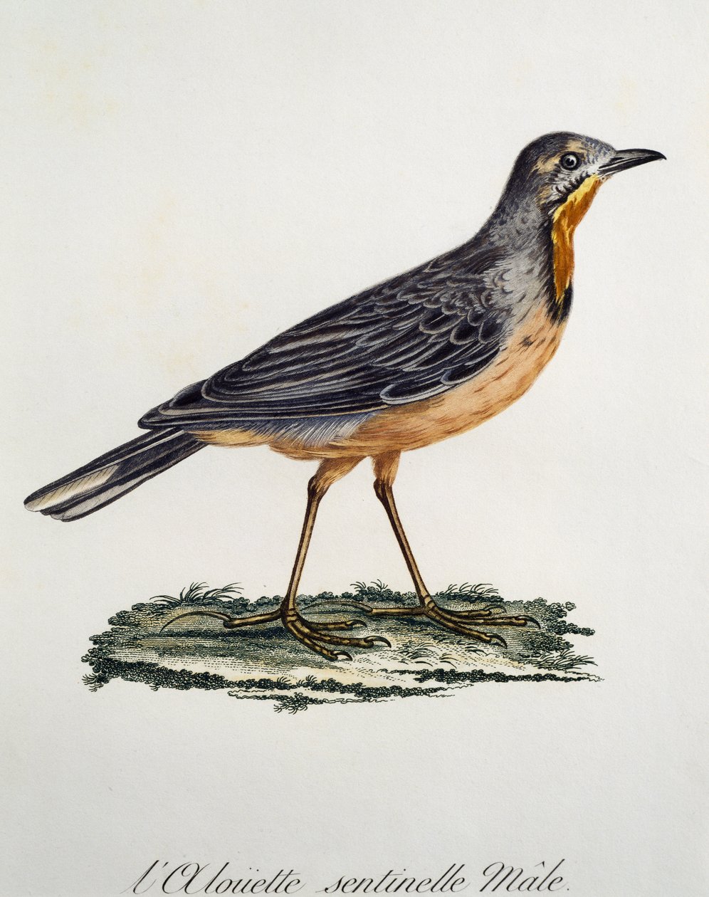 Muž Cape Longclaw (Macronyx capensis), rytina z Histoire Naturelle des Oiseaux d