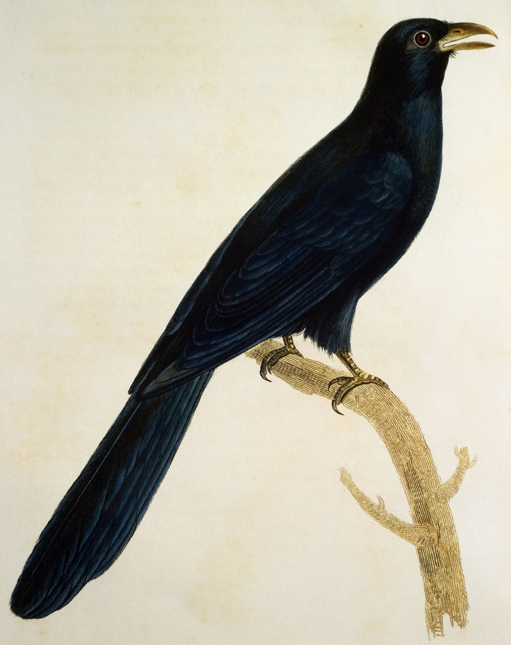 Muž Coucou a gros bec, rytina z Histoire Naturelle des Oiseaux d
