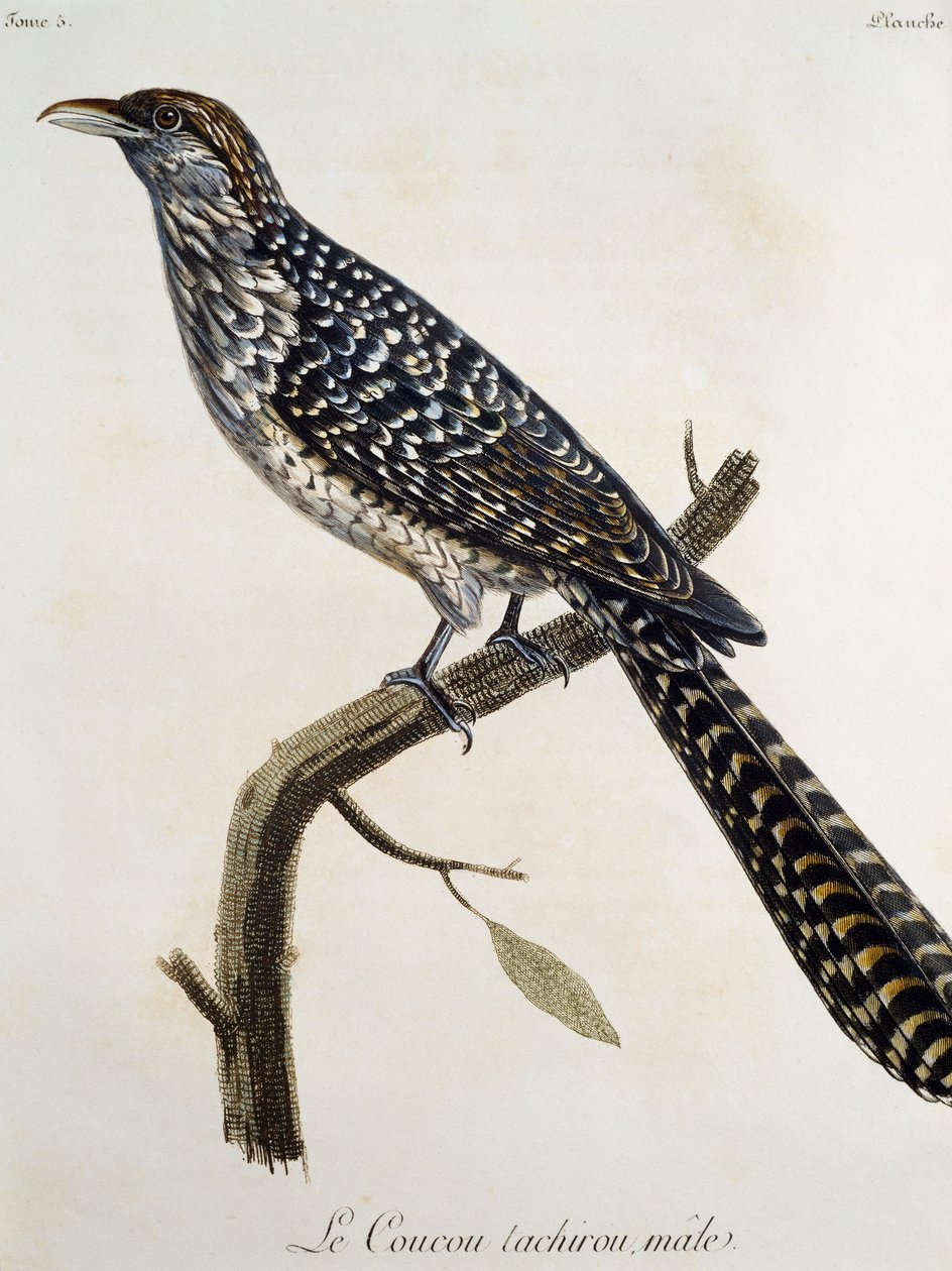 Muž Coucou tachirou, rytina z Histoire Naturelle des Oiseaux d