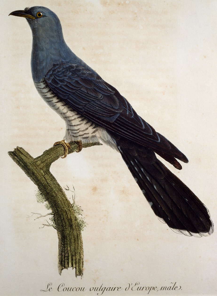 Urospuolinen euraasiankäki (Cuculus canorus), kaiverrus Histoire Naturelle des Oiseaux d