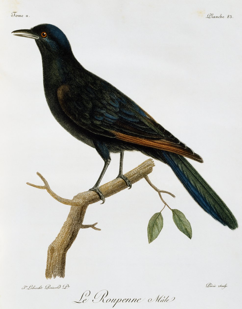 Samec špačka rudokřídlého (Onychognathus morio), rytina z Histoire Naturelle des Oiseaux d