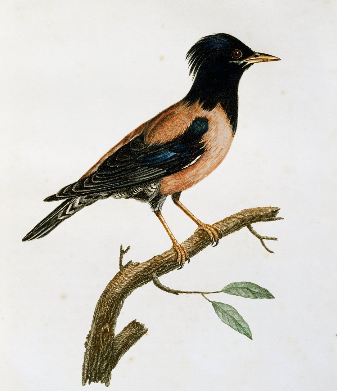 Samec růžový špaček (Sturnus roseus), rytina z Histoire Naturelle des Oiseaux d