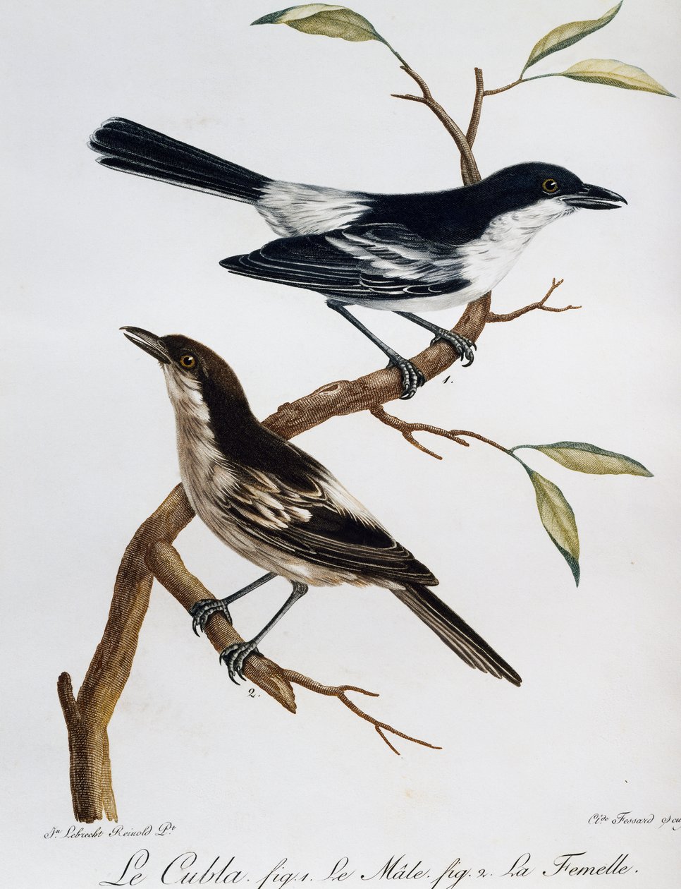 Samec a samice pýchavka černohřbetého (Dryoscopus cubla), rytina z Histoire Naturelle des Oiseaux d