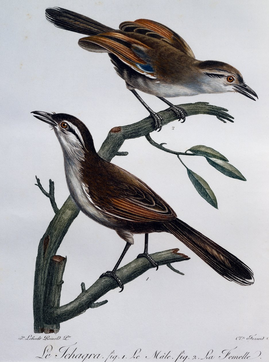 Samec a samice tchagry černokorunné (Tchagra senegalus), rytina z Histoire Naturelle des Oiseaux d