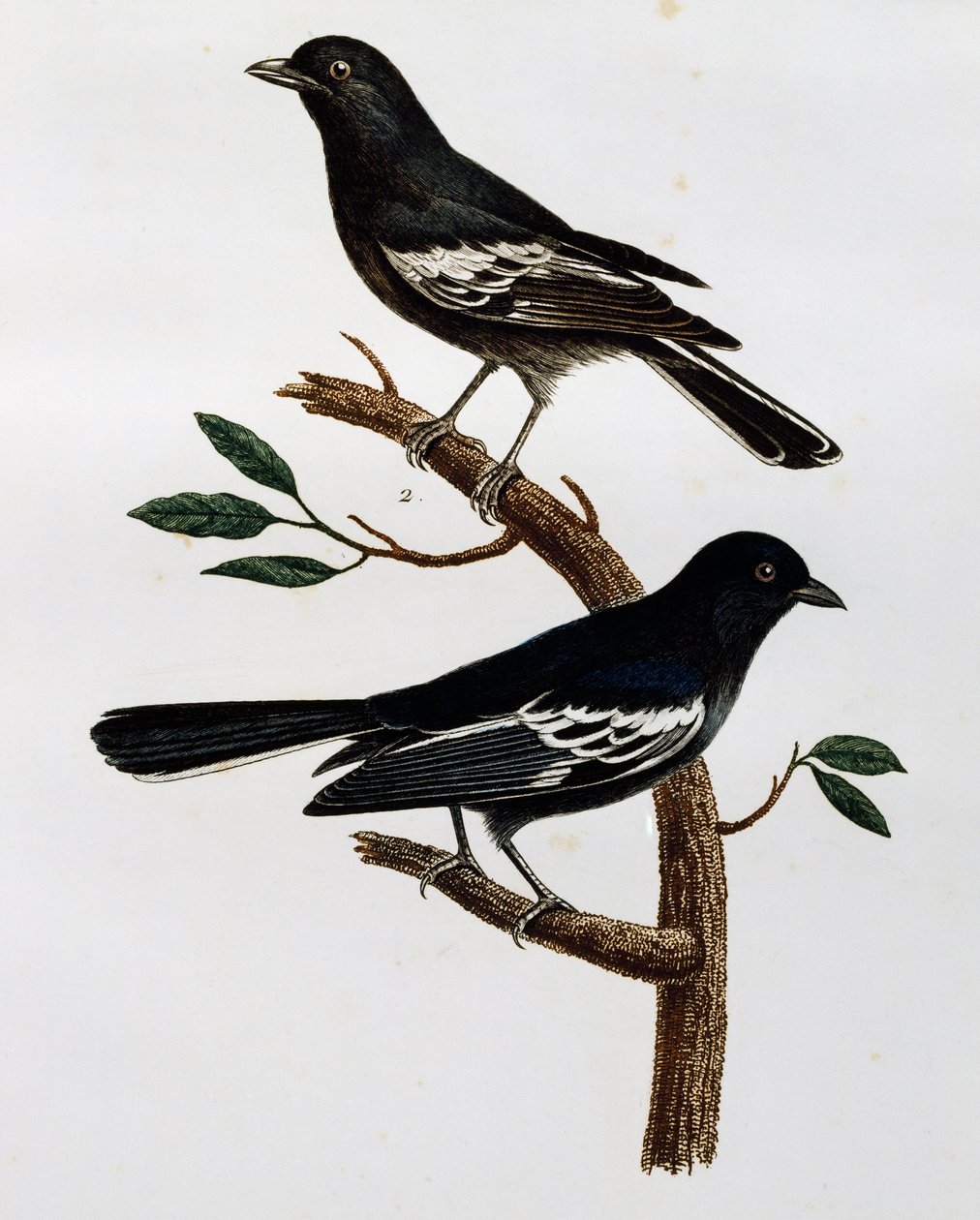 Samec a samice sýkory černé (Parus niger), rytina z Histoire Naturelle des Oiseaux d