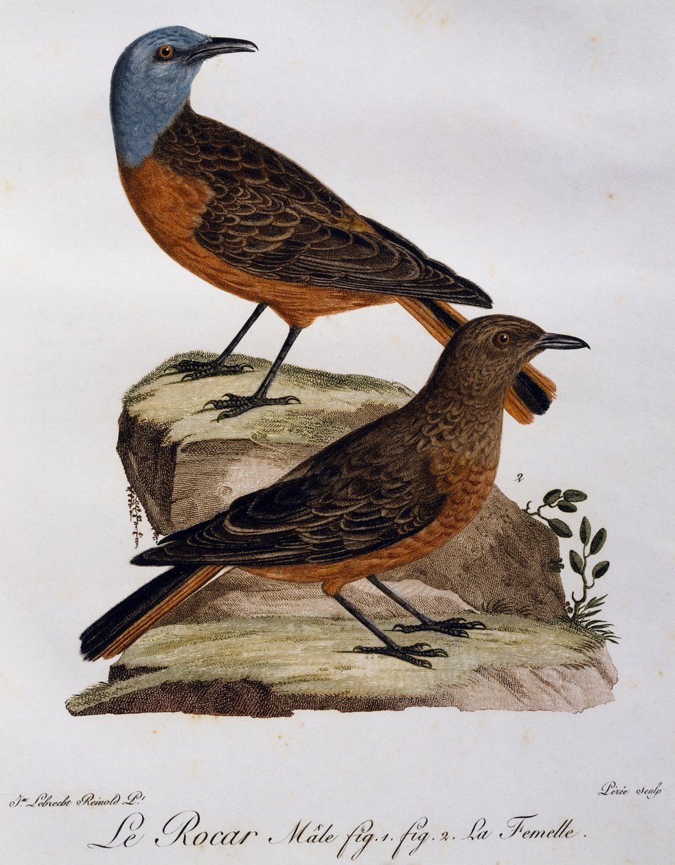 Samec a samice drozda skalního (Monticola rupestris), rytina z Histoire Naturelle des Oiseaux d
