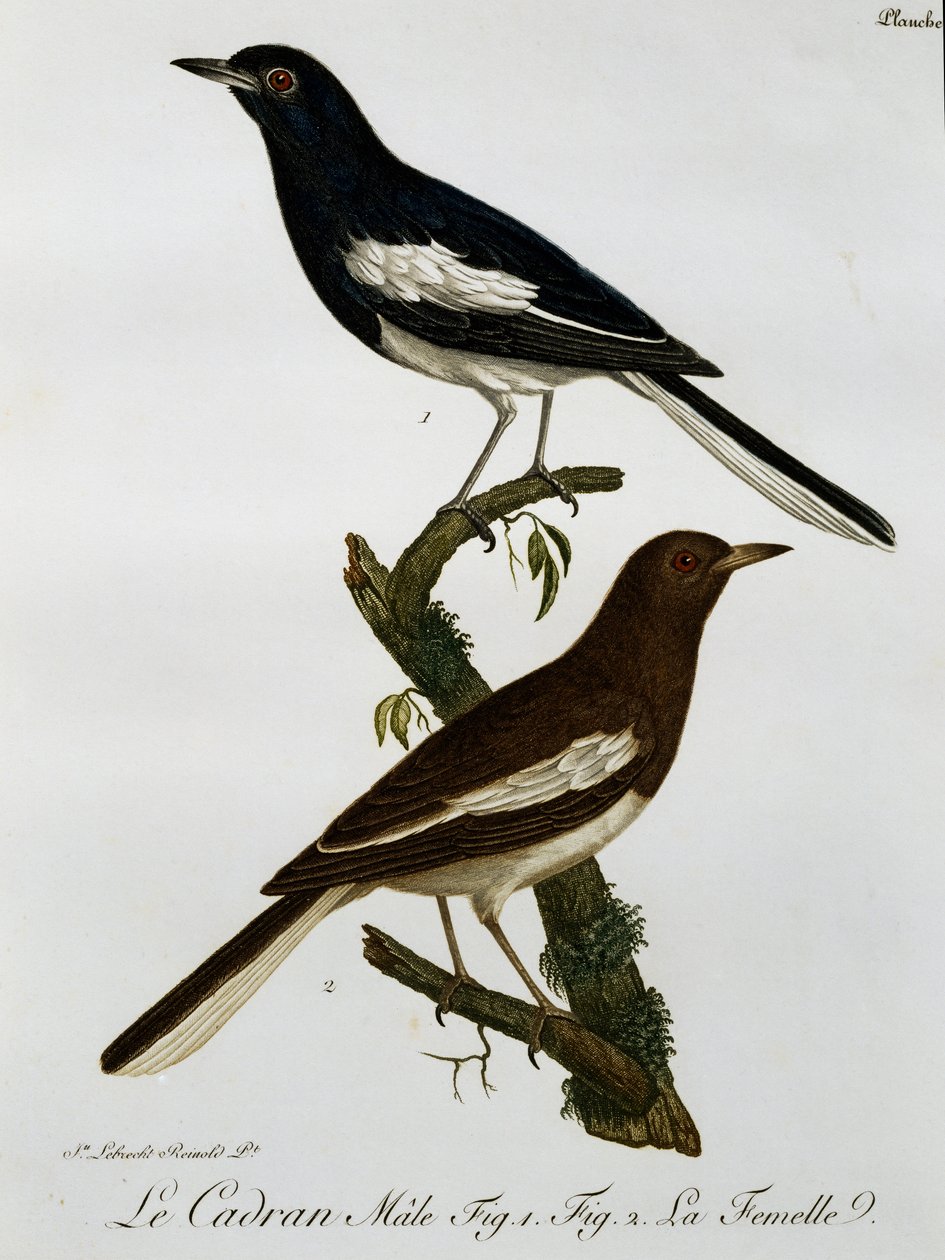 Samec a samice straka-červenka orientálního (Copsychus saularis), rytina z Histoire Naturelle des Oiseaux d
