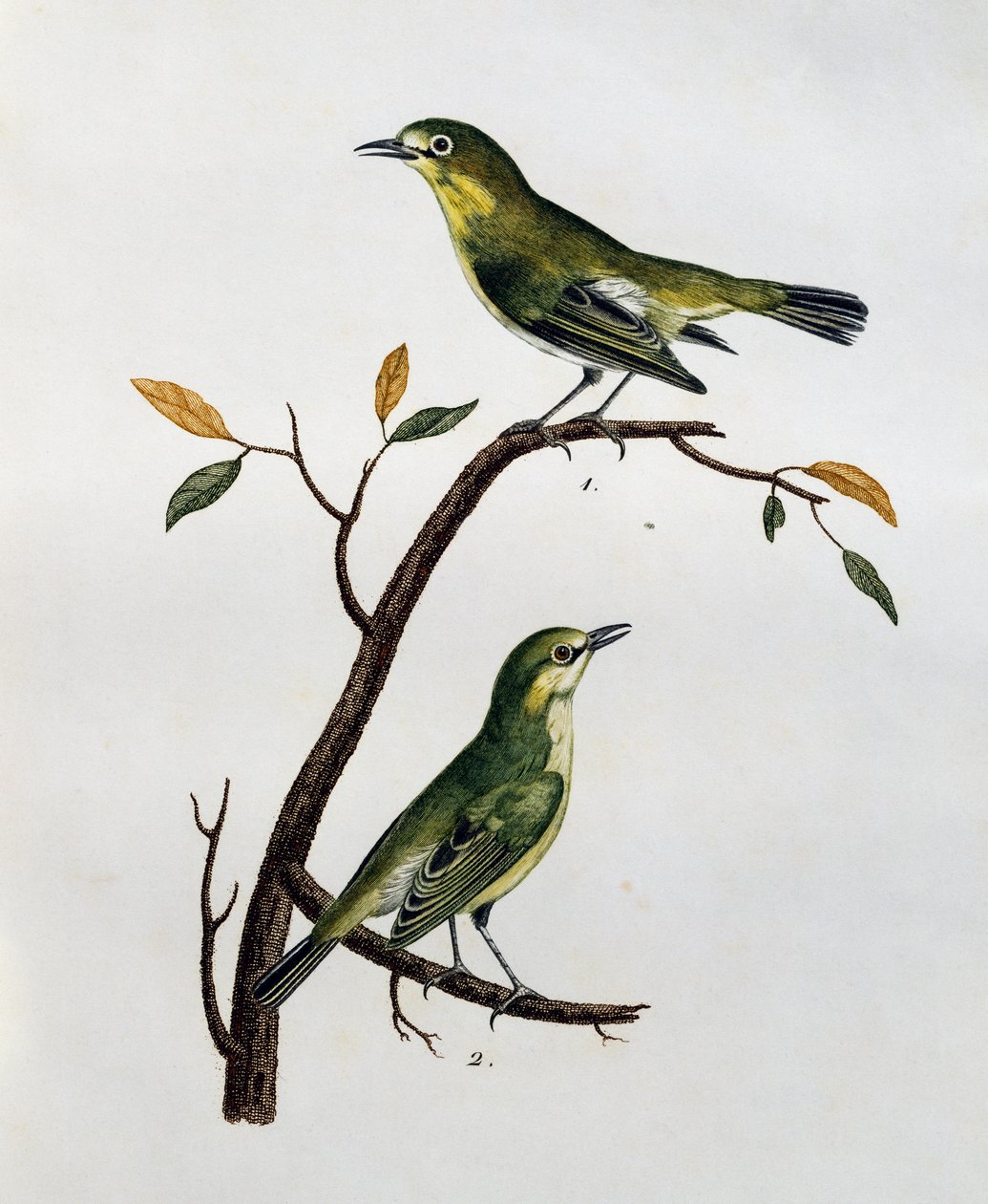 Samec a samice bledě bílého oka (Zosterops pallidus), rytina z Histoire Naturelle des Oiseaux d