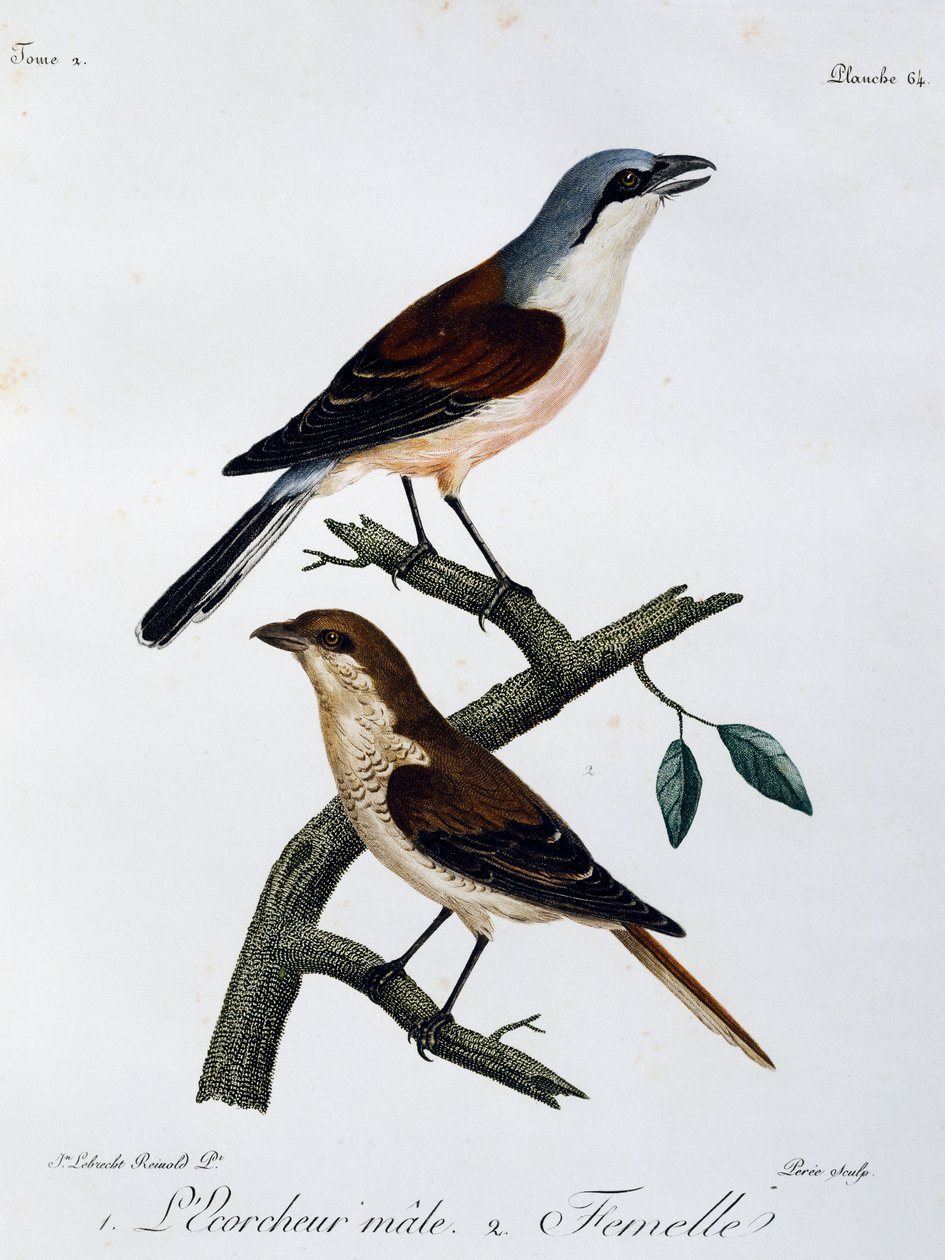 Samec a samice ťuhýka rudohřbetého (Lanius collurio), rytina z Histoire Naturelle des Oiseaux d