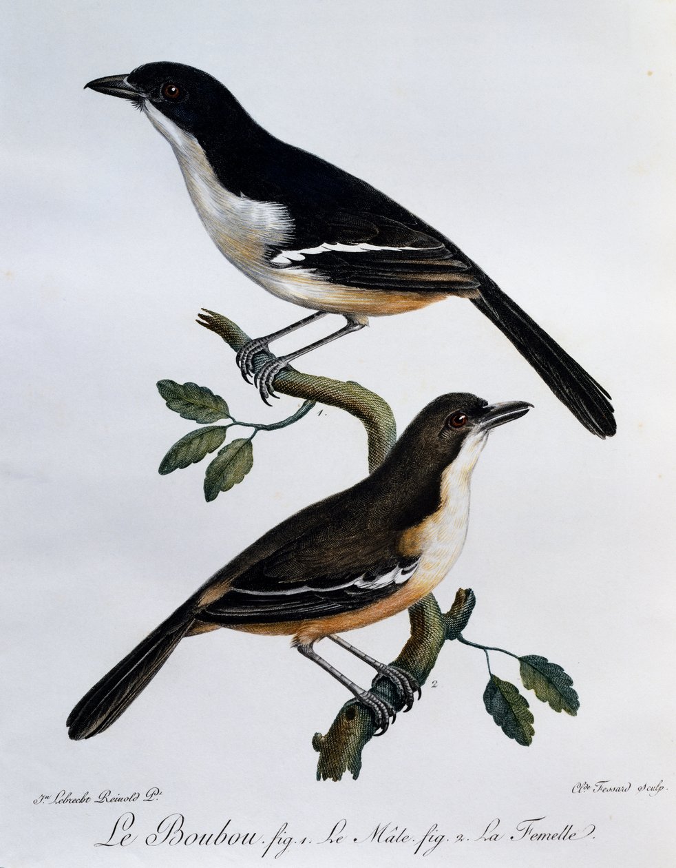 Samec a samice bouboua jižního (Laniarius ferrugineus), rytina z Histoire Naturelle des Oiseaux d