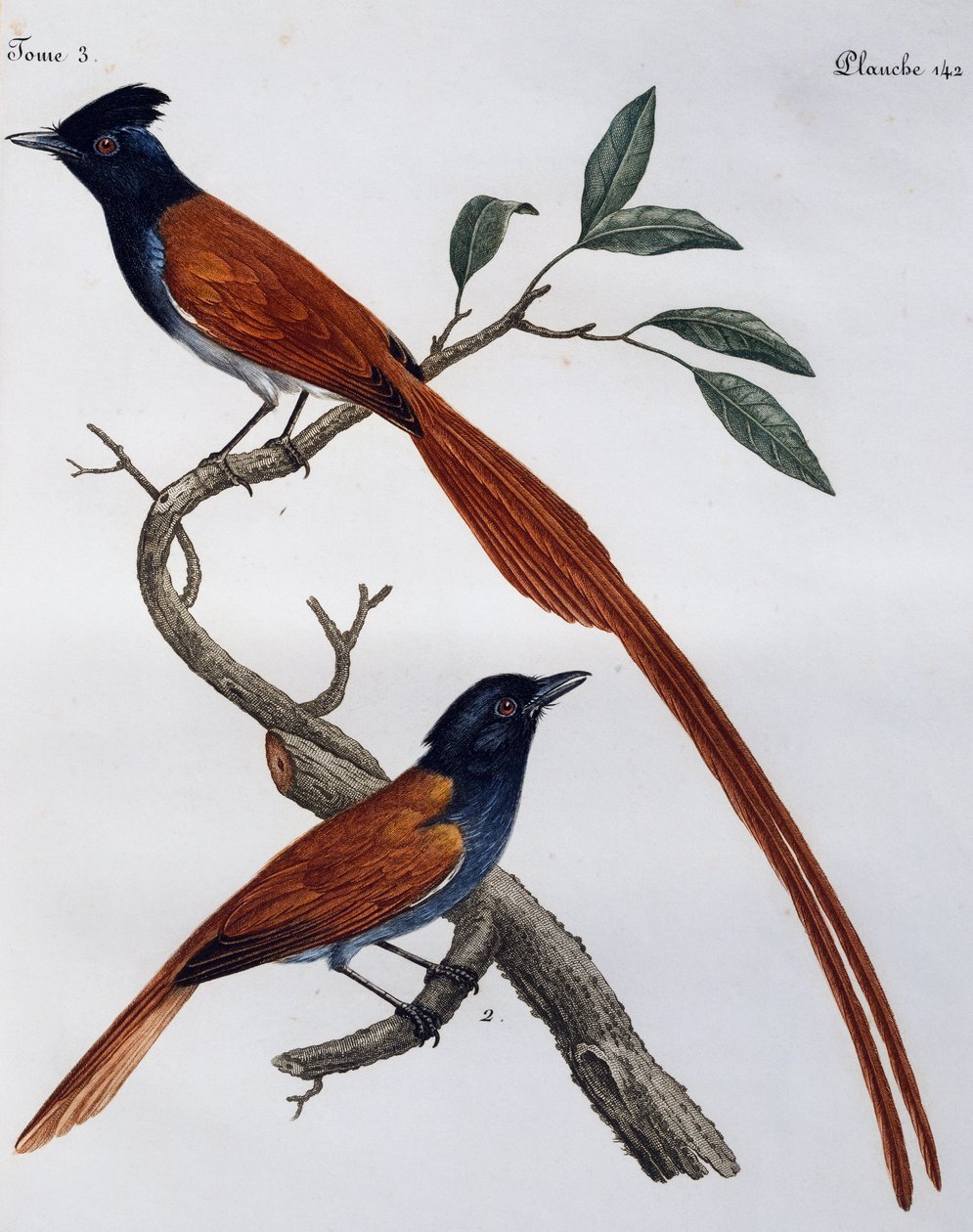 Samec a samice lejska skvrnitého (Muscicapa striata), rytina z Histoire Naturelle des Oiseaux d