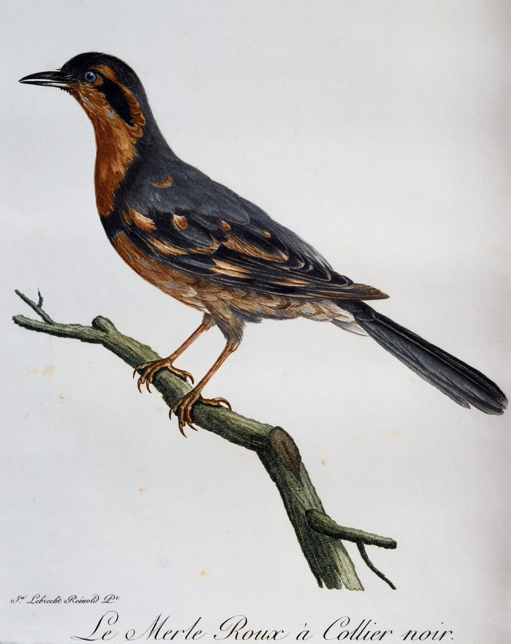 Redbird, černý obojek, rytina z Natural History of African Birds od Francois Le Vaillant