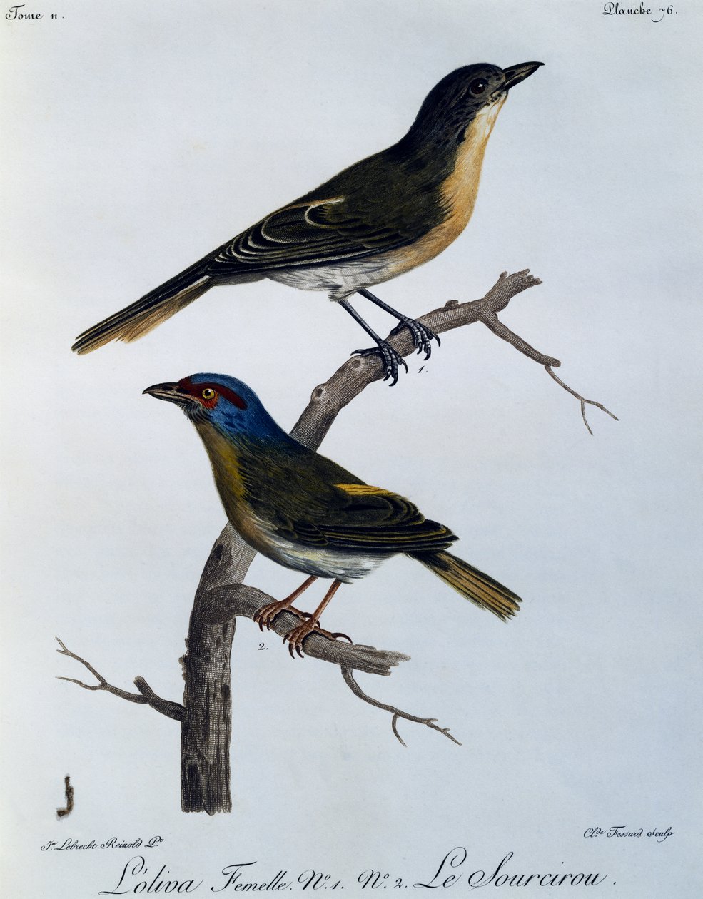 Olive Bushshrike (Telophorus olivaceus), rytina z Natural History of African Birds od Francois Le Vaillant
