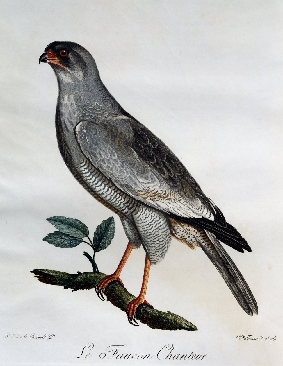 Pale Chanting-Goshawk (Melierax canorus), rytina z Natural History of African Birds od Francois Le Vaillant