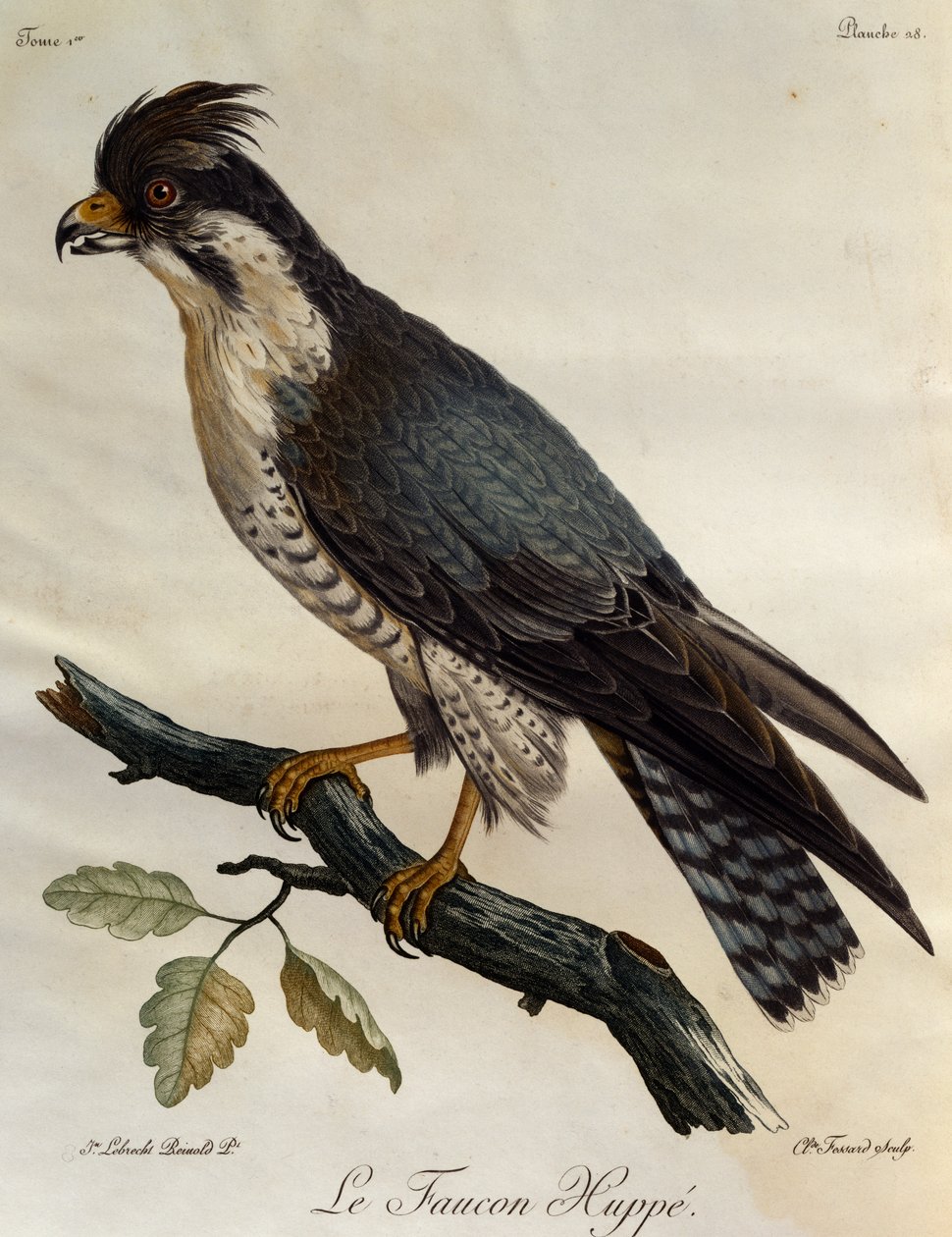 Sokol stěhovavý (Falco peregrinus), rytina z Natural History of the Birds of Africa od Francois Le Vaillant