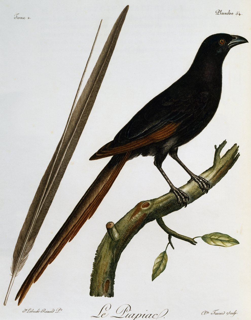 Piapiac (Ptilostomus afer), rytina z Histoire Naturelle des Oiseaux d