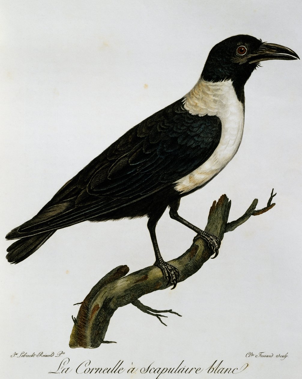 Vrána strakatá (Corvus albus), rytina z Natural History of the Birds of Africa od Francois Le Vaillant