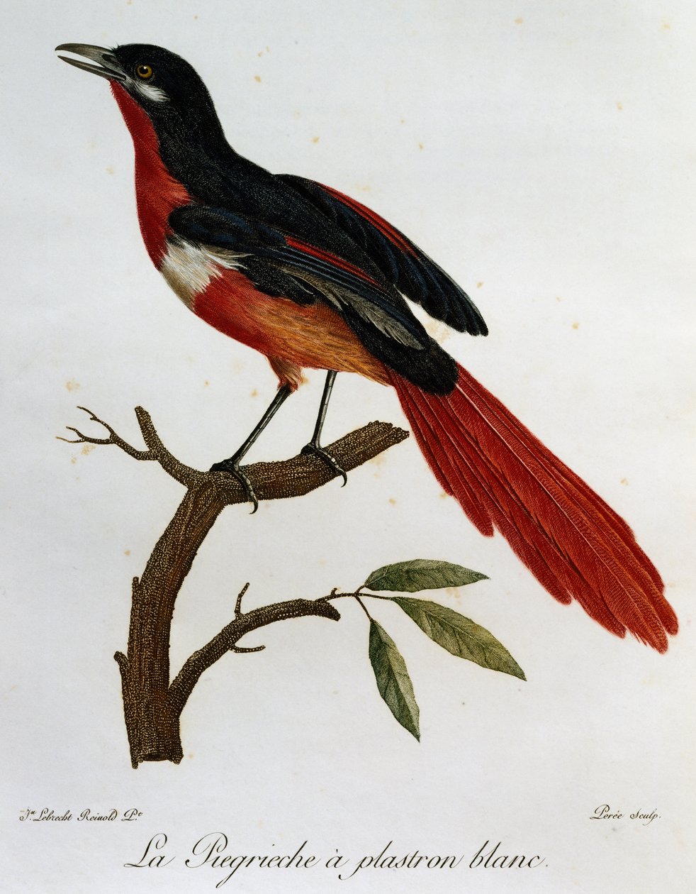 Piegriche běloprsý (Lanius mystacus), rytina z Histoire naturelle des Oiseaux d