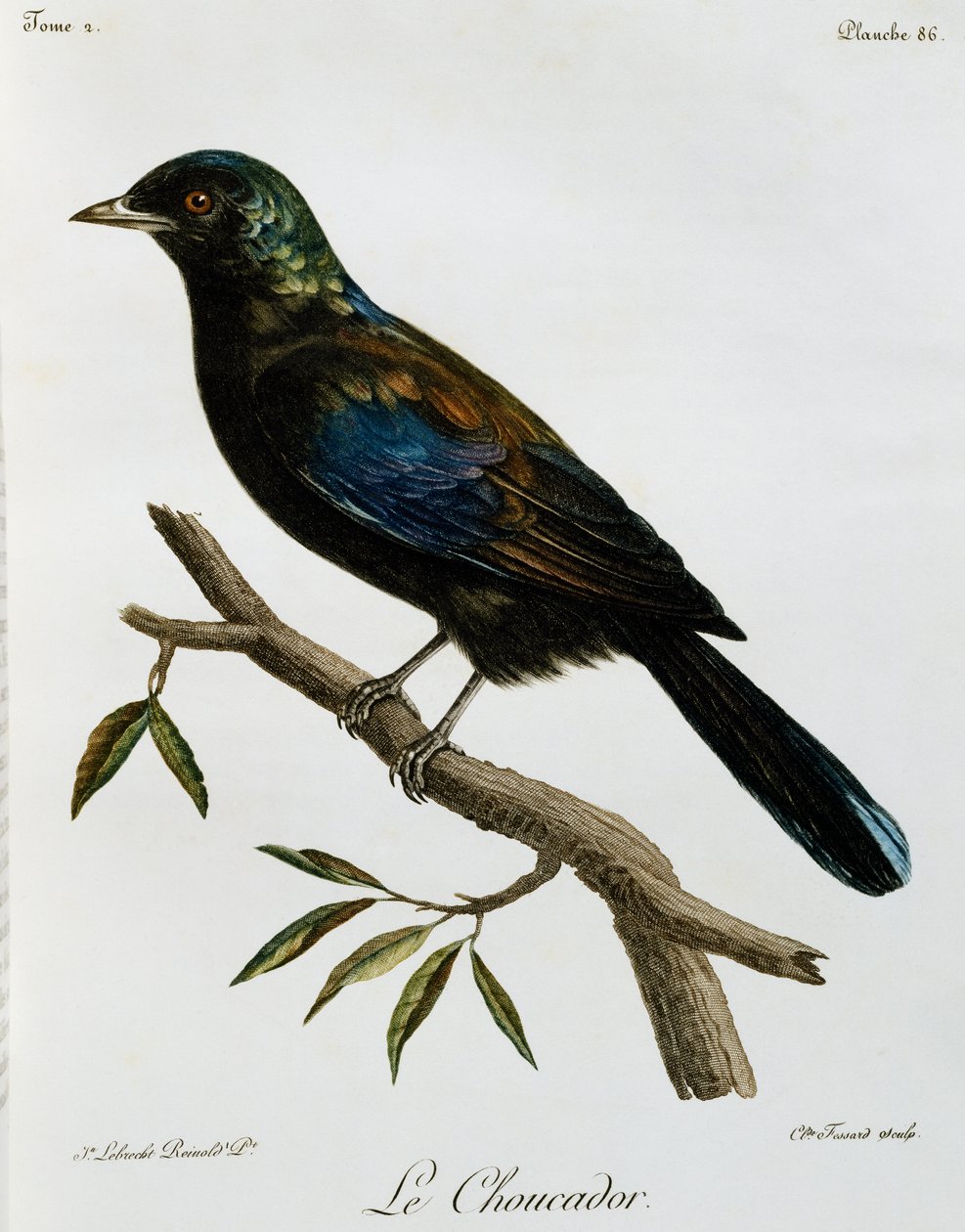 Principe Glossy-Starling (Lamprotornis ornatus), rytina z Histoire Naturelle des Oiseaux d