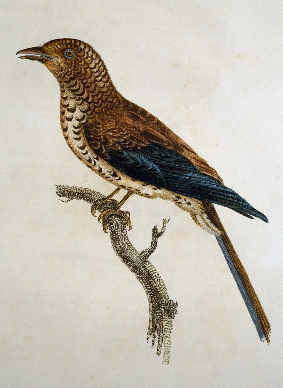 Skřivan červenotemenný (Calandrella cinerea), rytina z Histoire Naturelle des Oiseaux d