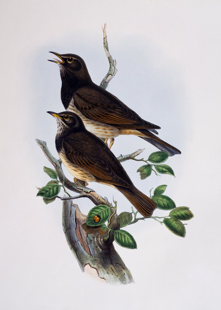Lesklý špaček s červenými rameny (Lamprotornis nitens), rytina z Histoire Naturelle des Oiseaux d