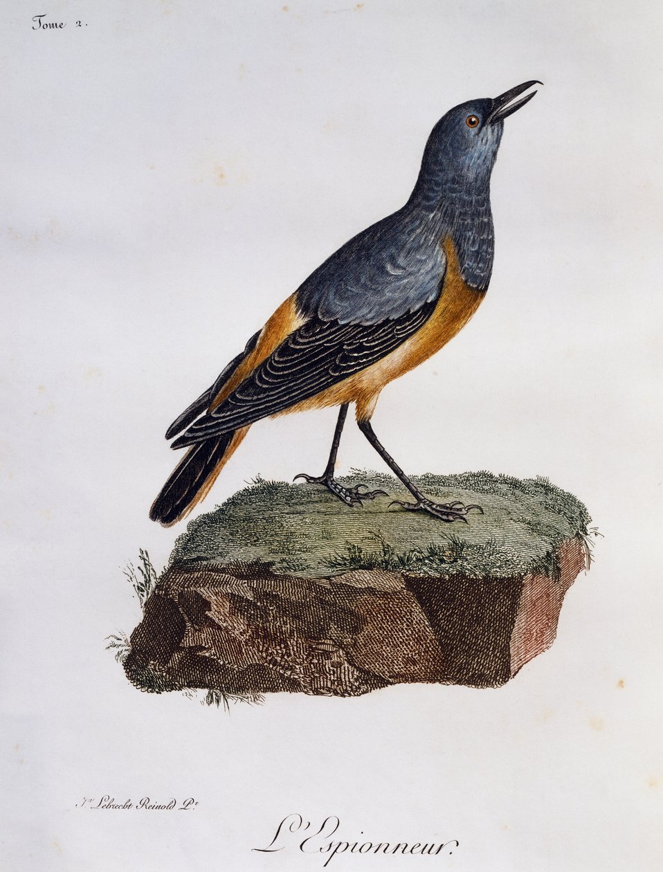 Sentinel rock Drozd (Monticola explorator), rytina z Histoire Naturelle des Oiseaux d