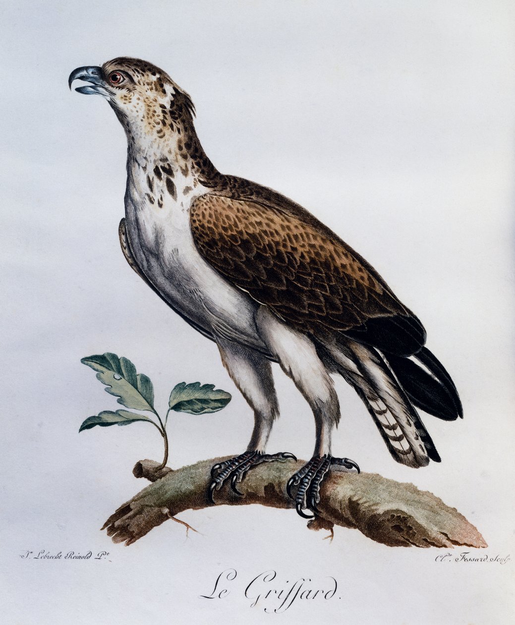 Orel krátkoprstý (Circaetus gallicus), rytina z Přírodopisu afrických ptáků od Francois Le Vaillant