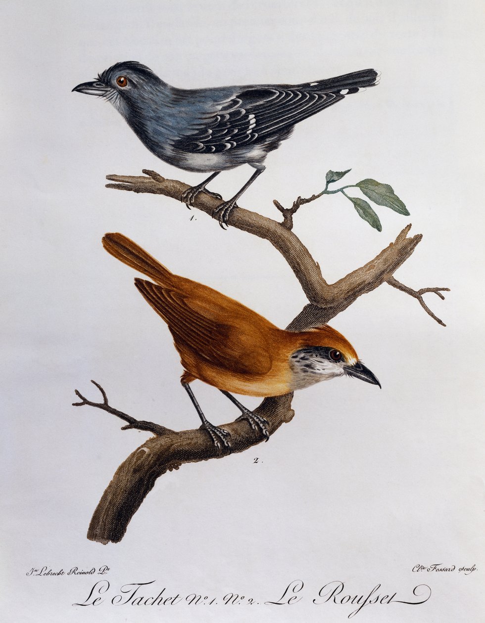 Tachet a dole Rousset, rytina z Histoire Naturelle des Oiseaux d