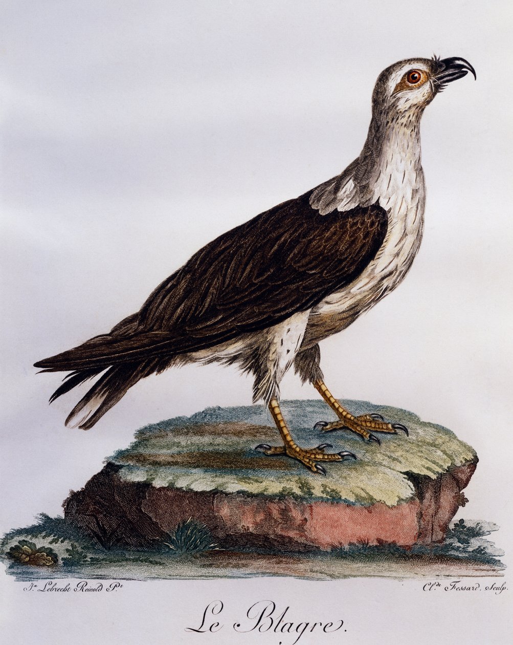 Orel bělobřichý (Haliaeetus leucogaster), rytina z Histoire Naturelle des Oiseaux d