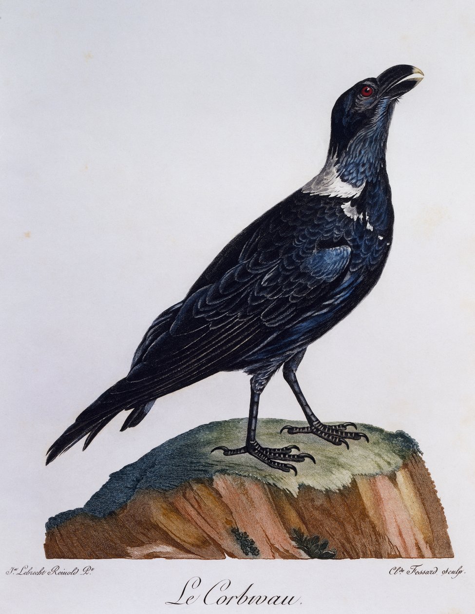 Havran bělokrký (Corvus albicollis), rytina z Natural History of African Birds od Francois Le Vaillant