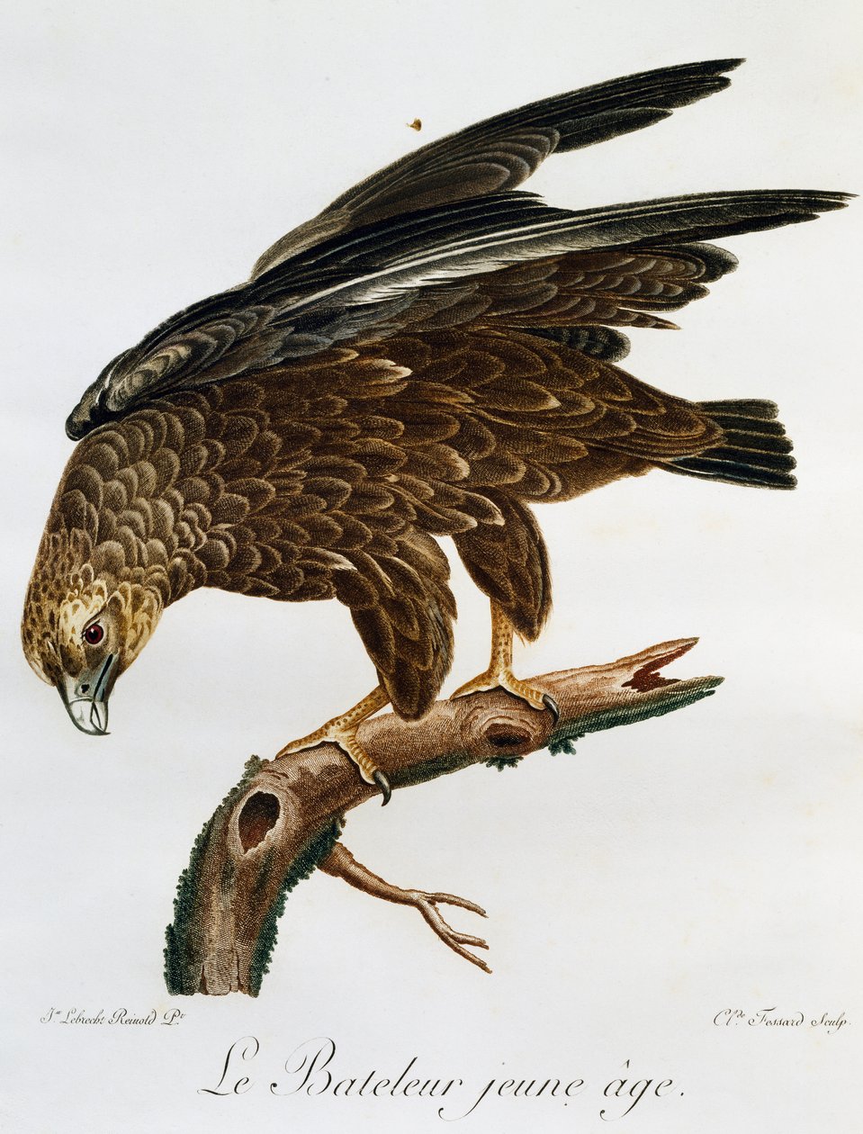 Mladý Bateleur (Terathopius ecaudatus), rytina z Histoire Naturelle des Oiseaux d