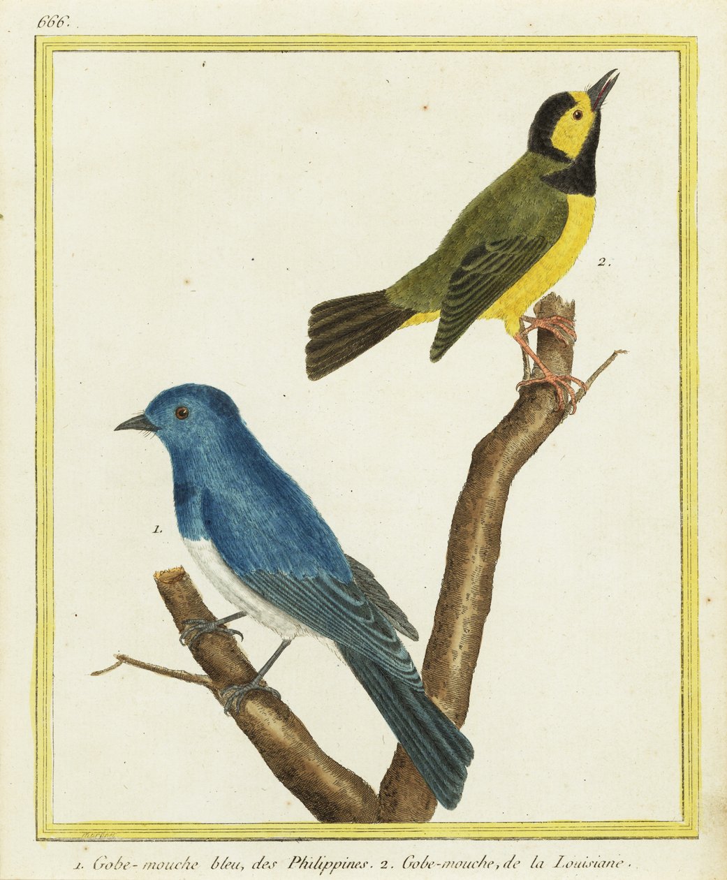 Monarcha černohlavý, Hypothymis azurea 1, a pěnice kápová, Setophaga citrina 2 od Francois Nicolas Martinet
