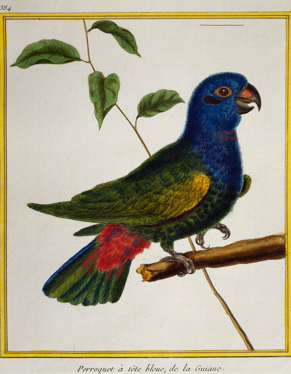 Papoušek modrohlavý (Pionus menstruus), z Natural History of Birds od Francois Nicolas Martinet