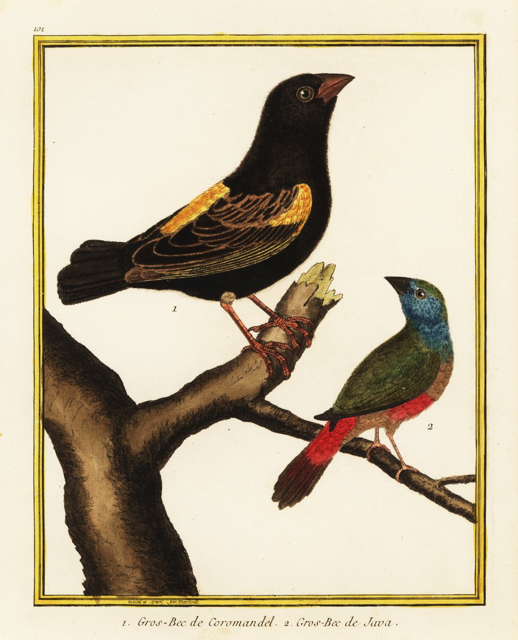 biskup kapský, Euplectes capensis 1, a papoušek pěnkavý, Erythrura prasina 2 od Francois Nicolas Martinet