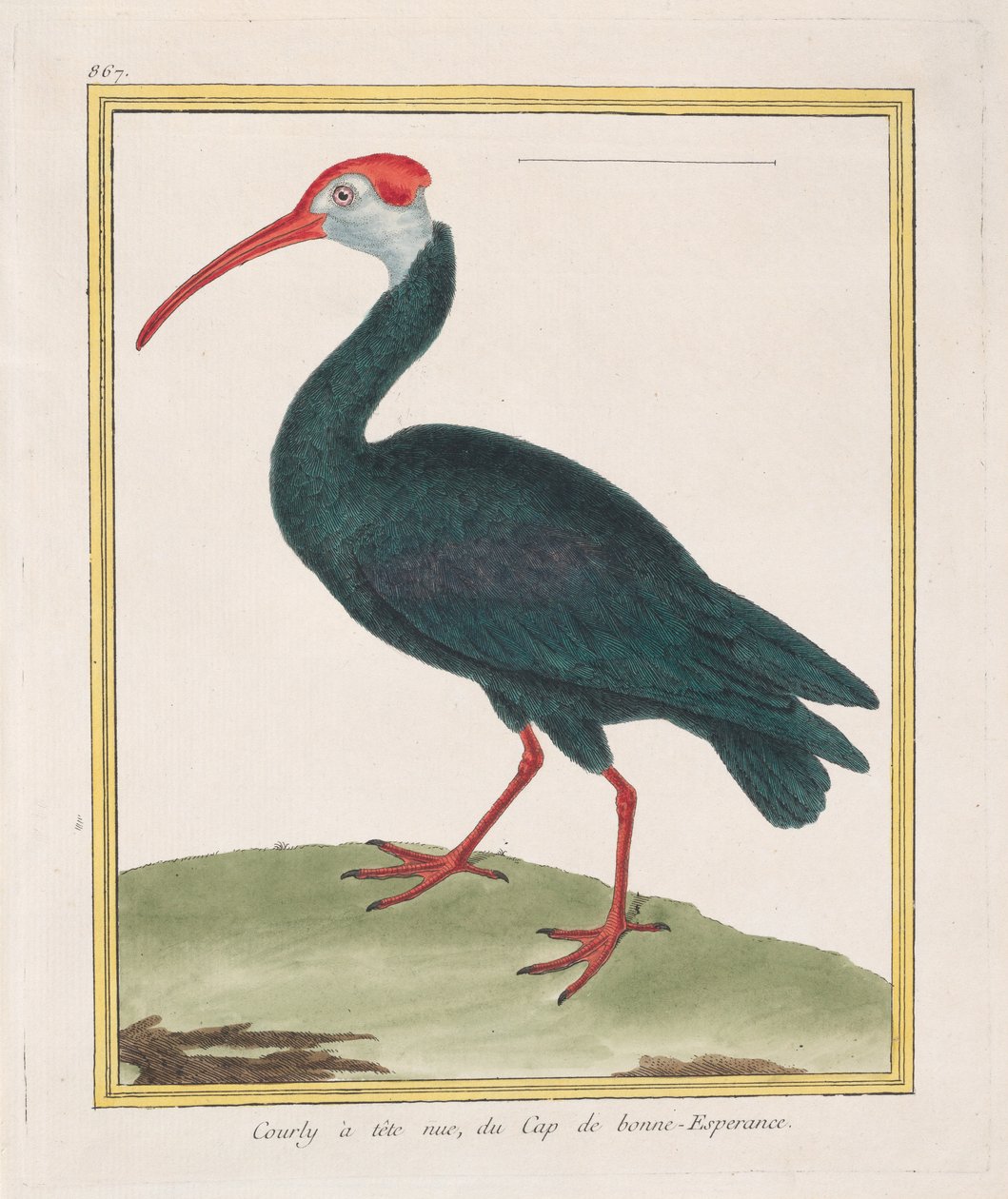 Holohlavý Courly, z Mysu Dobré naděje Ibis lysý z Mysu Dobré naděje, 1770-86. od Francois Nicolas Martinet