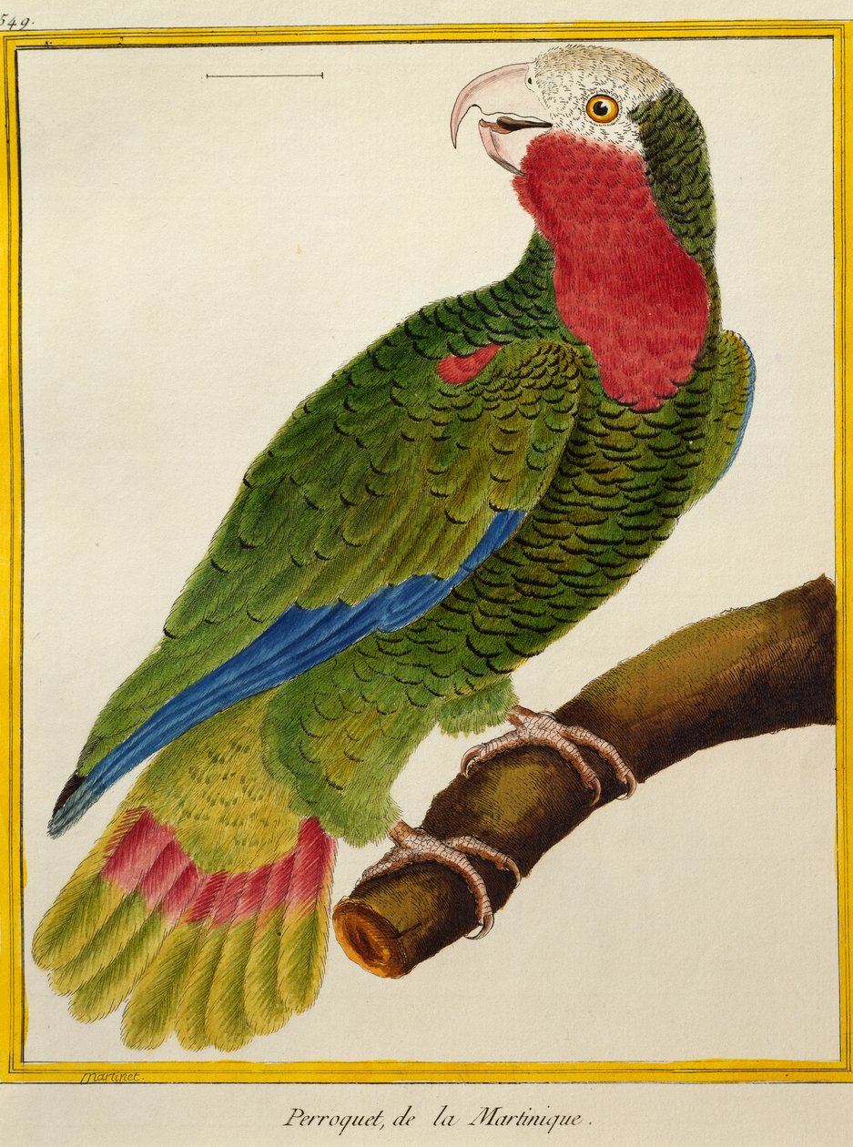 Kubánský papoušek (Amazona leucocephala), z Natural History of Birds od Francois Nicolas Martinet