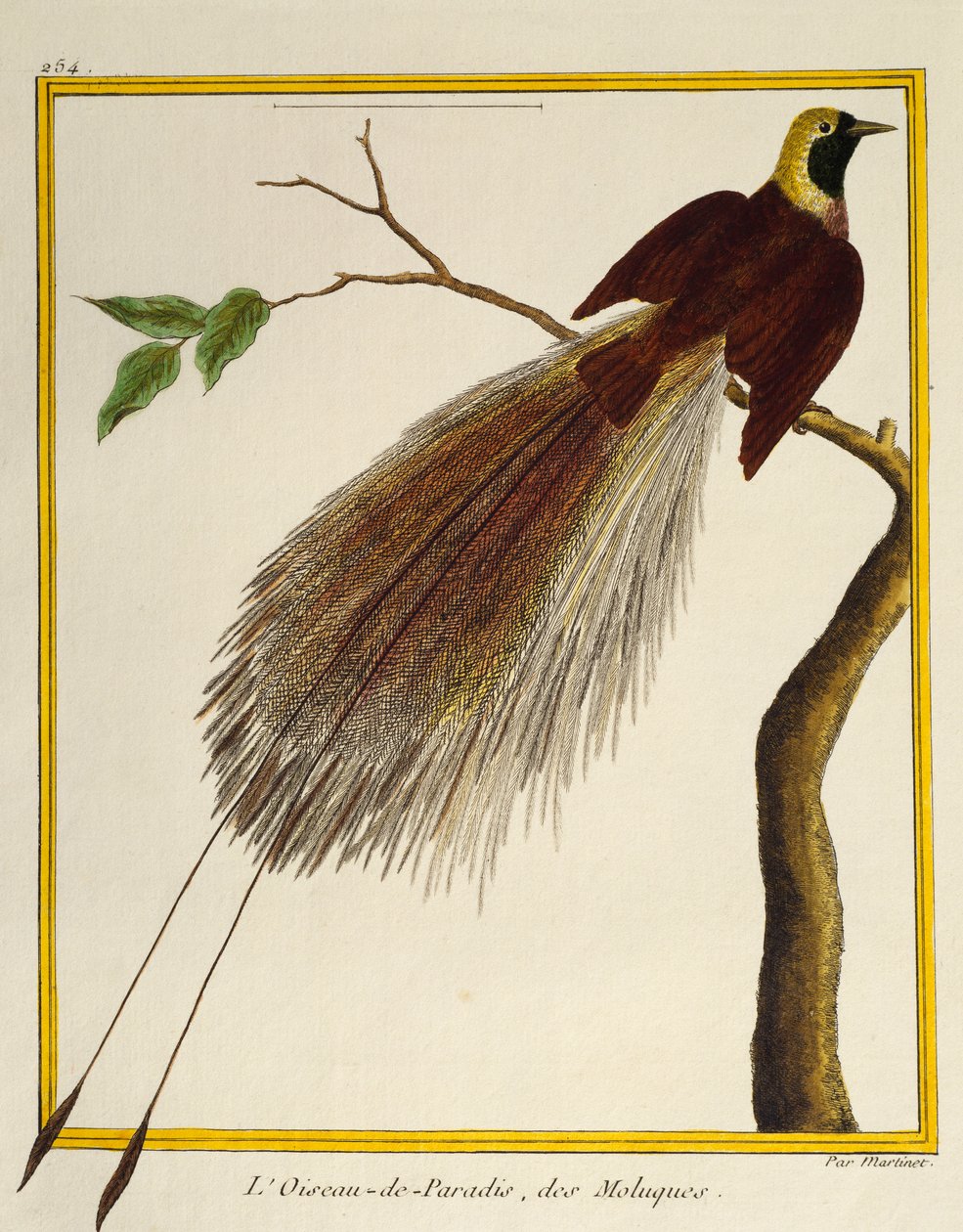 Velký pták ráje (Paradisaea apoda), z Natural History of Birds od Francois Nicolas Martinet