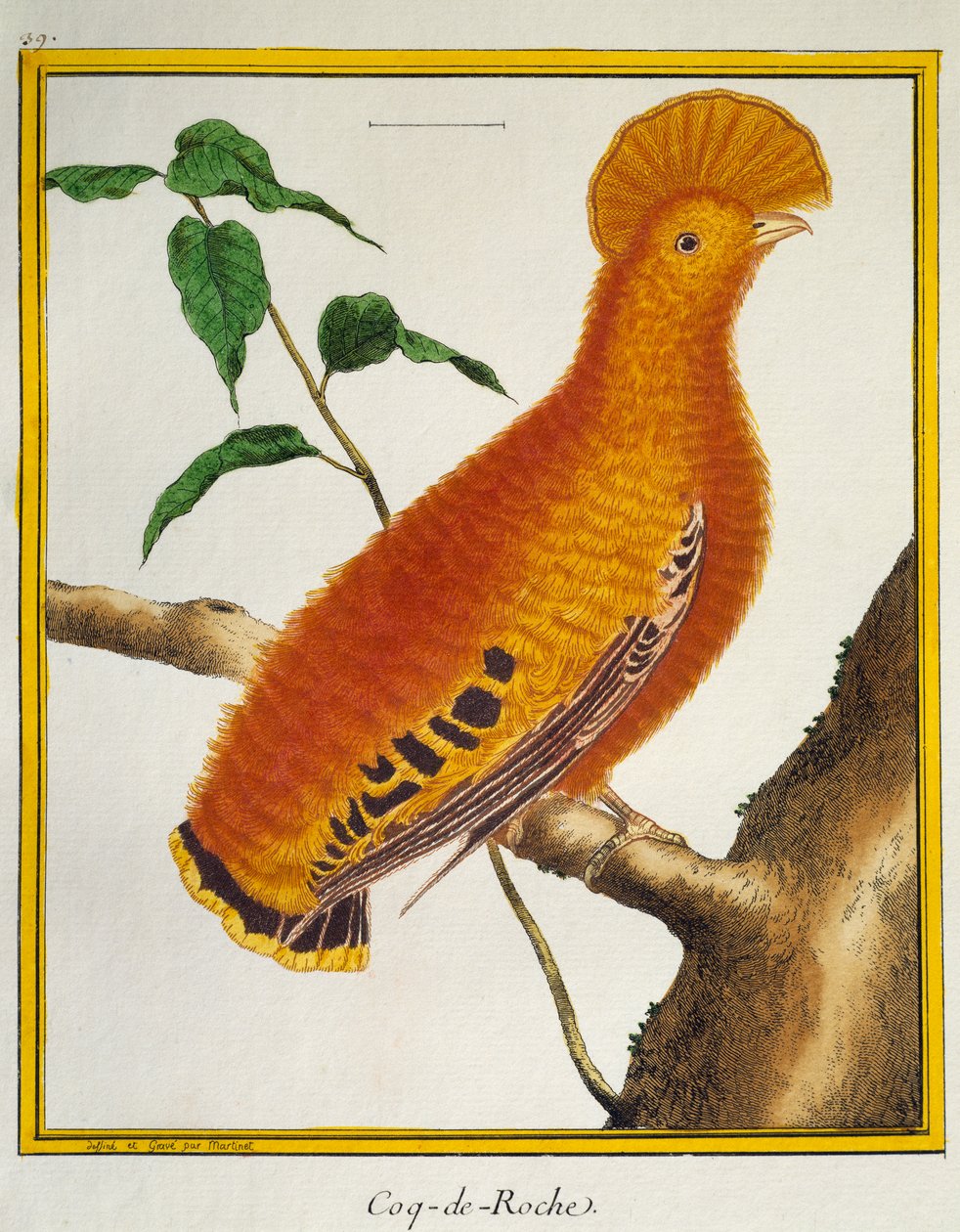 Guianan Cock-of-the-rock (Rupicola rupicola), z Natural History of Birds od Francois Nicolas Martinet