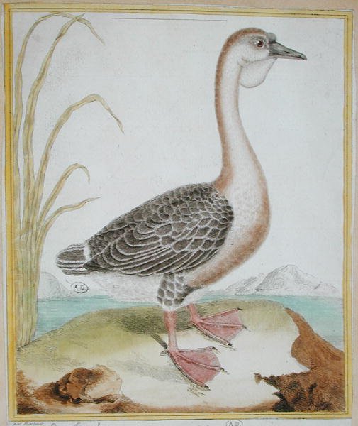 Guinea Duck, z 